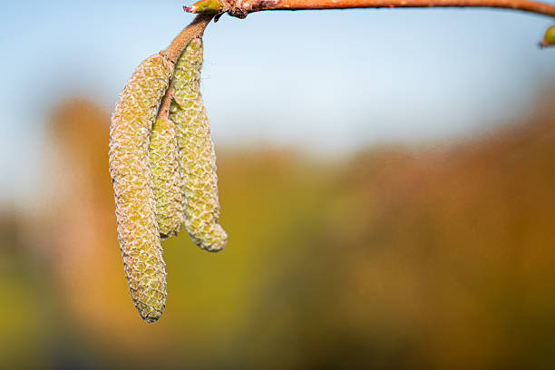 Macro of Hazel Catkins in Early Spring Light