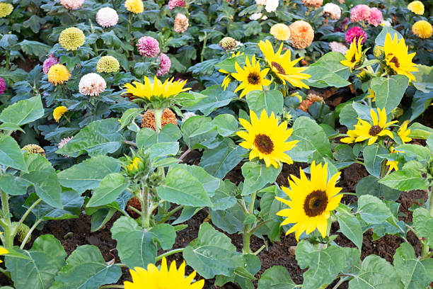 Bright yellow sunflowers in plastic pots lined up in a row at an open-air flower market. The bright petals and healthy green foliage reflect the beauty of nature and summer gardening. Perfect for topics related to agriculture, gardening, environment, eco-lifestyle and floral decor.