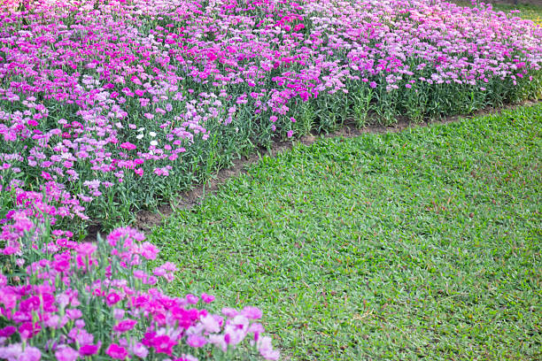 Green area relax outdoors garden with plants, stock photo