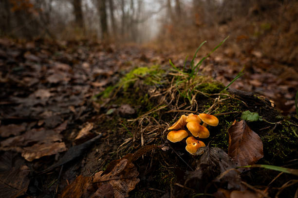 Kleine Pilzgruppe auf einem Wanderweg