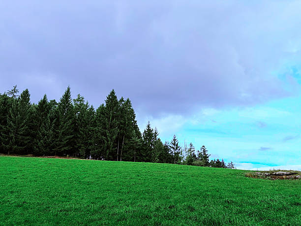 A vibrant green meadow in front of a dense evergreen forest under a cloudy dramatic sky. The wide open natural landscape evokes calm, peace and fresh outdoor atmosphere, making it ideal for themes like nature, environment, sustainability, countryside, relaxation and scenic backgrounds.