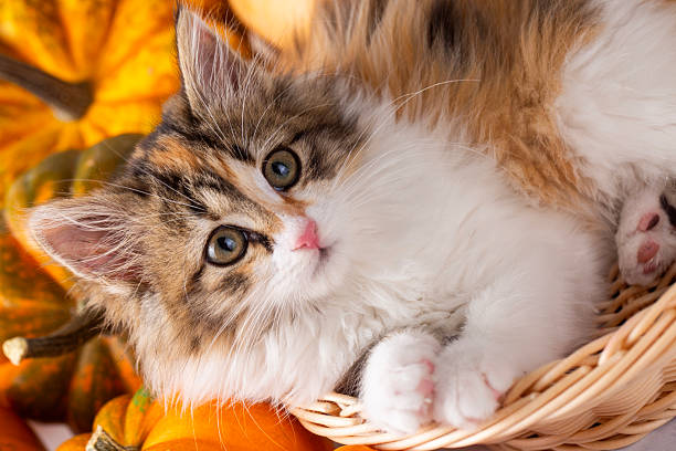 istock Cute calico cat among the pumpkins 2254249691