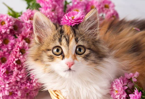 istock Calico cat among pink flowers 2254249746