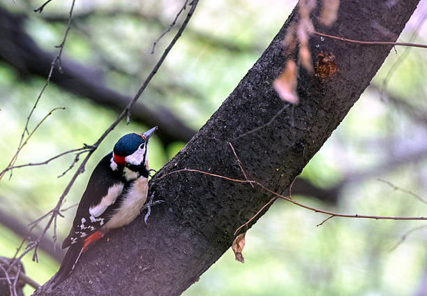 Great spotted woodpecker on a tree in woodland