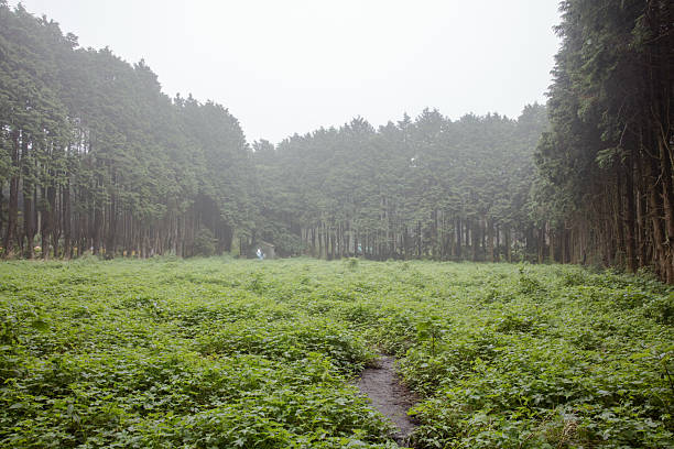 Beautiful Forest of Jeju Island