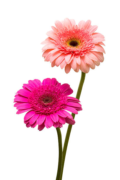 istock Two beautiful delicate gerbera flowers isolated on white background. Fashionable creative floral composition. Summer, spring. Flat lay, top view 2254250387