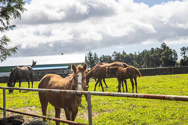 a horse on a ranch in Jeju Island