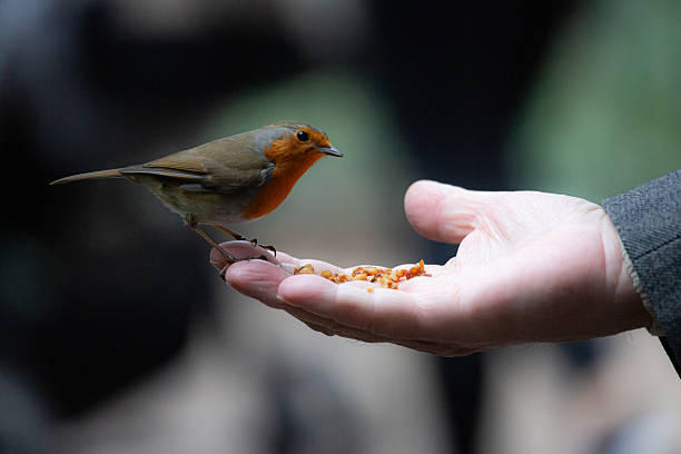 Robin in autumn