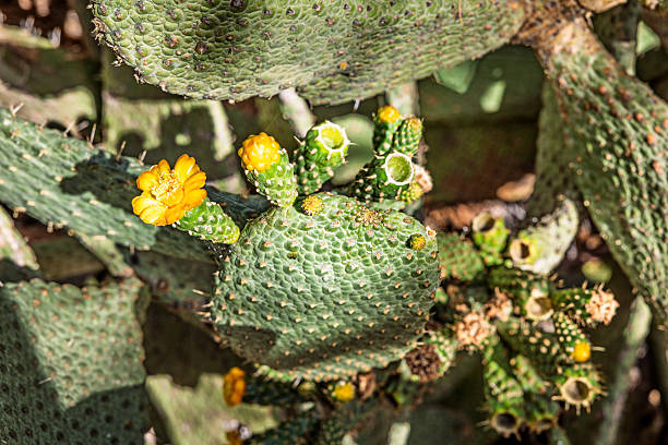 A blooming prickly pear cactus (Opuntia tuna), a patterned variety originating from the Dominican Republic, photographed in a public park in Santa Cruz, the main city on the Spanish island of Tenerife.