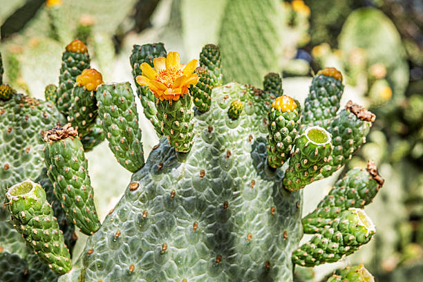 A blooming prickly pear cactus (Opuntia tuna), a patterned variety originating from the Dominican Republic, photographed in a public park in Santa Cruz, the main city on the Spanish island of Tenerife.