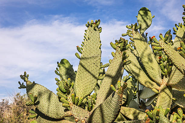 A blooming prickly pear cactus (Opuntia tuna), a patterned variety originating from the Dominican Republic, photographed in a public park in Santa Cruz, the main city on the Spanish island of Tenerife.