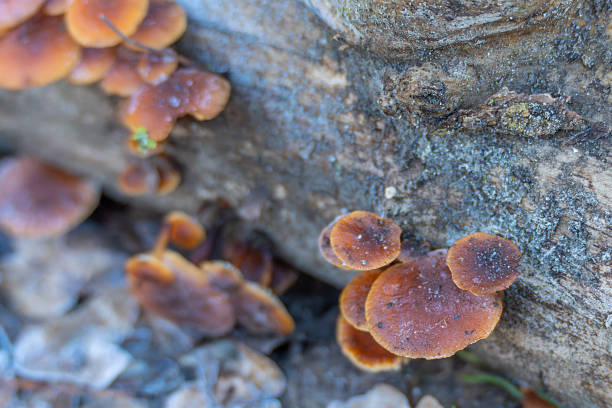 istock Mushrooms Close-Up on Tree Trunk. 2254250834