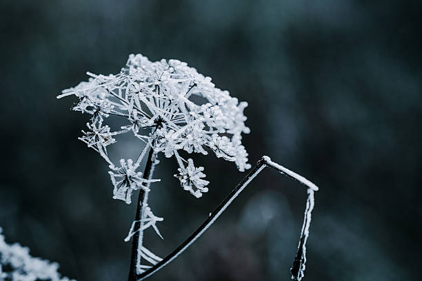 istock Winter in the Lower Taunus 2254251595