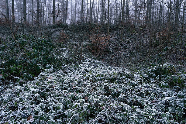 Raspberry bushes covered in hoarfrost in a forest in the Lower Taunus Mountains