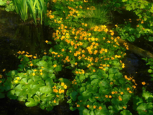 A carpet of marsh marigold Caltha palustris with glossy rounded leaves and bright yellow flowers spreads beside a dark, still pool under dappled shade, with emergent wetland foliage at the water edge.