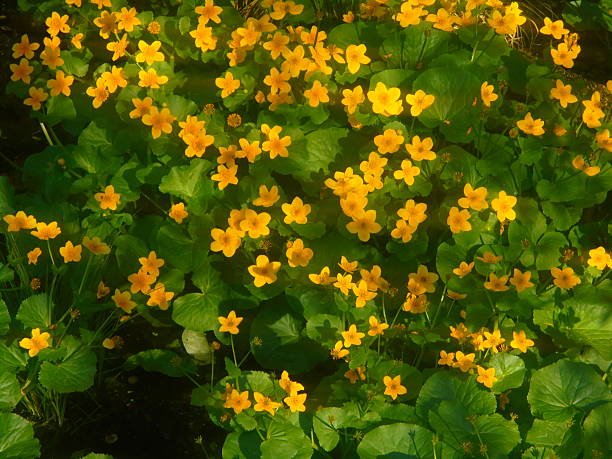 Overhead view of dense marsh marigold Caltha palustris covering shallow wetland. Bright yellow five-petaled blooms rise above glossy round leaves in soft daylight, forming a lush aquatic groundcover.
