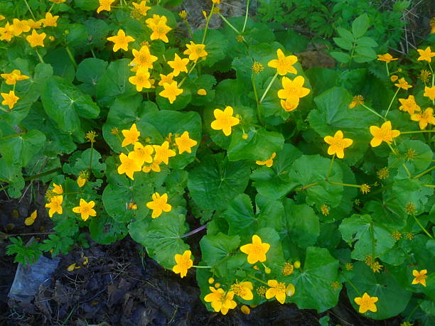 Overhead view of a dense patch of marsh marigold Caltha palustris with bright yellow five-petaled blossoms and glossy round leaves growing on muddy, waterlogged ground in diffuse daylight.