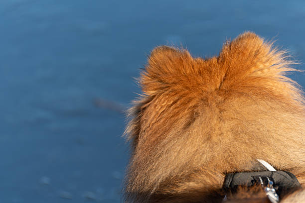Dog from Behind on Frozen Surface. Rear view of a small fluffy dog standing on a frozen surface near water. Minimalistic winter composition with strong seasonal atmosphere.