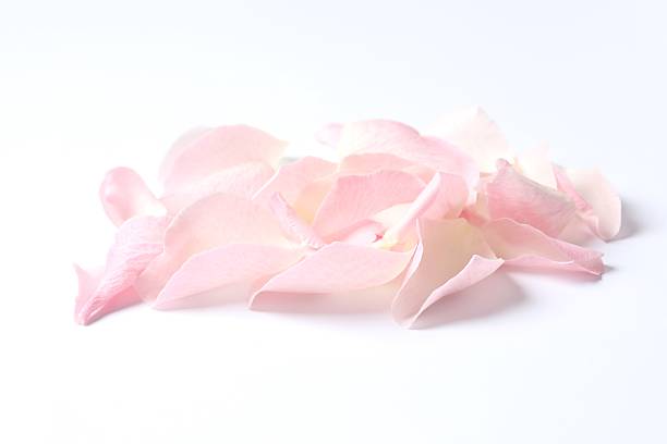 istock Pink rose petals on a white background 2254252660