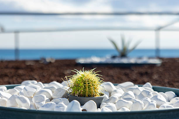 Cactus plant close up