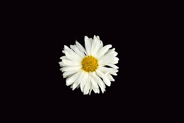 White chamomile flower inflorescence isolated on black background.
