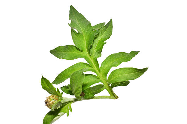 Green leaf of rosehip plant with unopened flower bud isolated on white background.