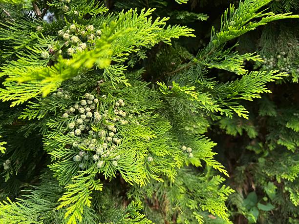 istock Macro view of green branches, green natural background, background thuja trees, green branches of native shade, macro photo of a Christmas tree 2254253314