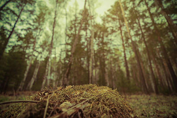 moss podium in wild forest, closeup