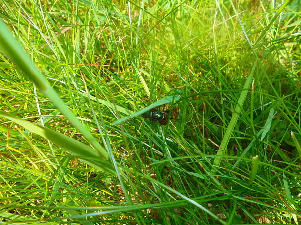 istock Garden chafer beetle with green head in meadow grass on a sunny spring day 2254253463