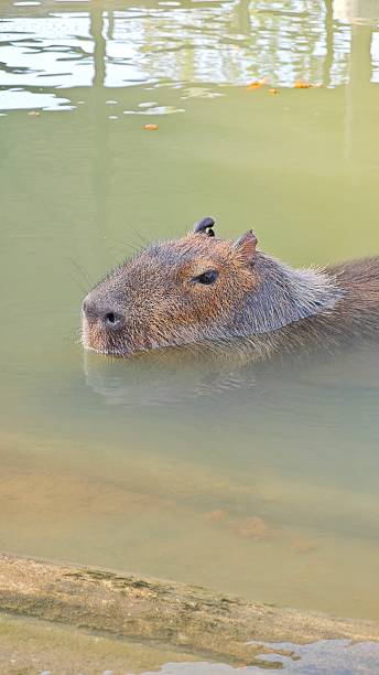 istock Cute capybara relaxing in pond.Cute capybara relaxing in pond. 2254253924