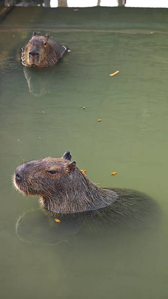 istock Cute capybara relaxing in pond.Cute capybara relaxing in pond. 2254253944