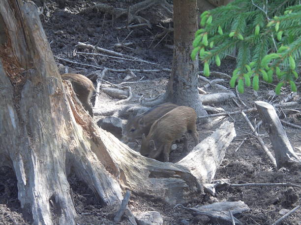 istock Wild boar piglets foraging on muddy forest floor under conifer trees 2254254135