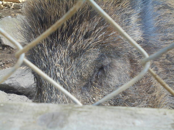 Wild boar nose covered in mud. Pyrenees mountain fauna. Wild boar napping.