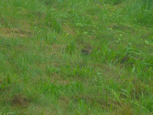Ground-level view of green mountain meadow grass with a well-camouflaged thrush chick in the center. Overcast daylight and wet blades hint at recent rain as brown mottling blends with turf.
