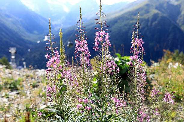 Pink fireweed flower in a summer mountain landscape. Natural beauty of high altitude flora and a cable car in the distance.