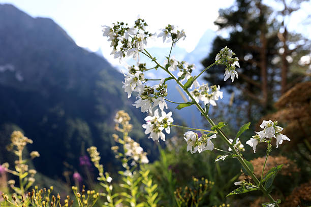 White wild flower growing on a mountain slope with blurred background. Natural beauty in the Caucasus Mountains, Dombay.