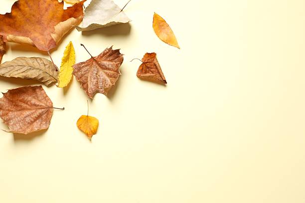 istock Various autumn leaves on color background 2254257501
