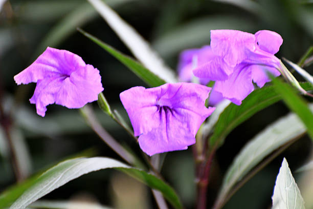Ruellia simplex, commonly called Mexican petunia or Texas petunia, is a vigorous, shrubby, woody-based, rhizomatous perennial that is grown as an annual north of USDA Zone 8. It is native to Mexico, but has escaped gardens and naturalized somewhat aggressively in parts of the southeastern U. S. and some other countries, including Japan. It typically grows to 3-4’ tall in the wild, but to 2-3’ tall in gardens. Plants branch from the ground into several woody-based stems clothed with elongated, linear, willow-like, dark green leaves. Tubular, trumpet-shaped, 5-lobed, petunia-like, lavender to violet flowers bloom from the upper leaf axils in loose purple-stemmed clusters (long-stalked cymes). Each flower blooms for only one day from May to November, but sometimes all year round.［ From \