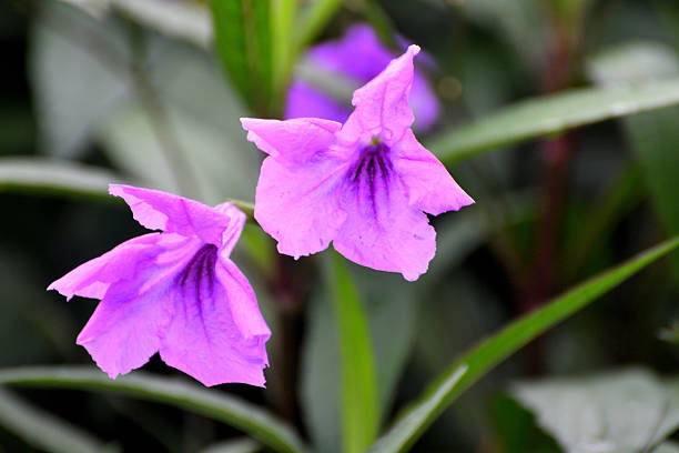 Ruellia simplex, commonly called Mexican petunia or Texas petunia, is a vigorous, shrubby, woody-based, rhizomatous perennial that is grown as an annual north of USDA Zone 8. It is native to Mexico, but has escaped gardens and naturalized somewhat aggressively in parts of the southeastern U. S. and some other countries, including Japan. It typically grows to 3-4’ tall in the wild, but to 2-3’ tall in gardens. Plants branch from the ground into several woody-based stems clothed with elongated, linear, willow-like, dark green leaves. Tubular, trumpet-shaped, 5-lobed, petunia-like, lavender to violet flowers bloom from the upper leaf axils in loose purple-stemmed clusters (long-stalked cymes). Each flower blooms for only one day from May to November, but sometimes all year round.［ From \