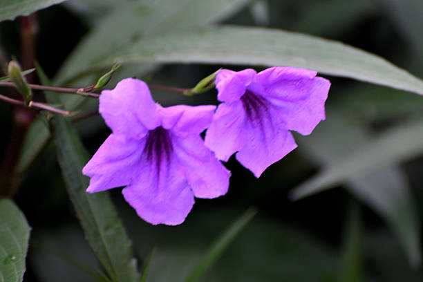 Ruellia simplex, commonly called Mexican petunia or Texas petunia, is a vigorous, shrubby, woody-based, rhizomatous perennial that is grown as an annual north of USDA Zone 8. It is native to Mexico, but has escaped gardens and naturalized somewhat aggressively in parts of the southeastern U. S. and some other countries, including Japan. It typically grows to 3-4’ tall in the wild, but to 2-3’ tall in gardens. Plants branch from the ground into several woody-based stems clothed with elongated, linear, willow-like, dark green leaves. Tubular, trumpet-shaped, 5-lobed, petunia-like, lavender to violet flowers bloom from the upper leaf axils in loose purple-stemmed clusters (long-stalked cymes). Each flower blooms for only one day from May to November, but sometimes all year round.［ From \