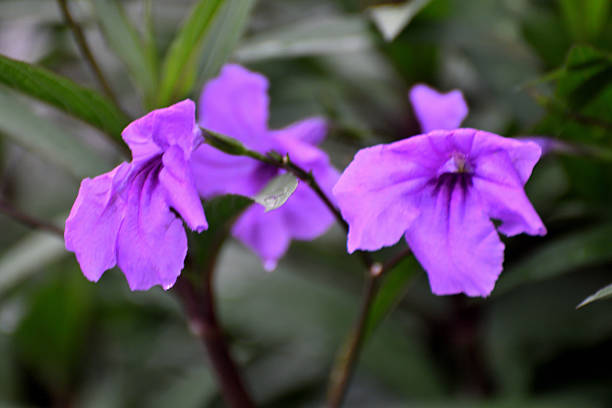 Ruellia simplex, commonly called Mexican petunia or Texas petunia, is a vigorous, shrubby, woody-based, rhizomatous perennial that is grown as an annual north of USDA Zone 8. It is native to Mexico, but has escaped gardens and naturalized somewhat aggressively in parts of the southeastern U. S. and some other countries, including Japan. It typically grows to 3-4’ tall in the wild, but to 2-3’ tall in gardens. Plants branch from the ground into several woody-based stems clothed with elongated, linear, willow-like, dark green leaves. Tubular, trumpet-shaped, 5-lobed, petunia-like, lavender to violet flowers bloom from the upper leaf axils in loose purple-stemmed clusters (long-stalked cymes). Each flower blooms for only one day from May to November, but sometimes all year round.［ From \