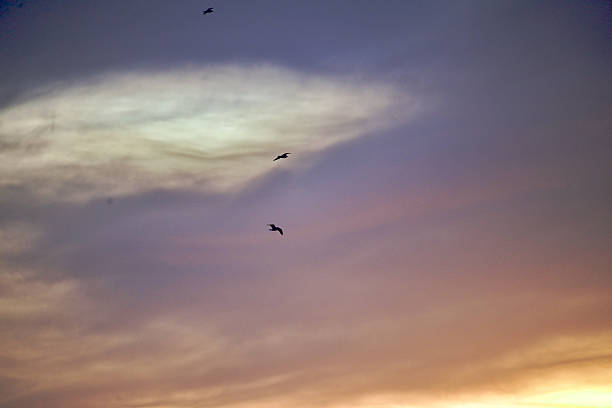 istock Colorful Sky Over Hansnes in Norway With Gulls 2254260103