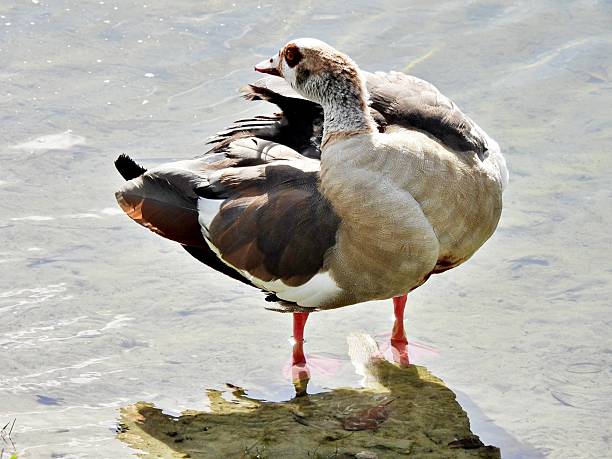 Egyptian Goose - profile