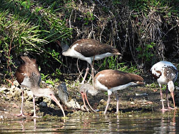 istock White Ibis'  (Eudocimus albus) - juveniles foraging in a lake 2254263039