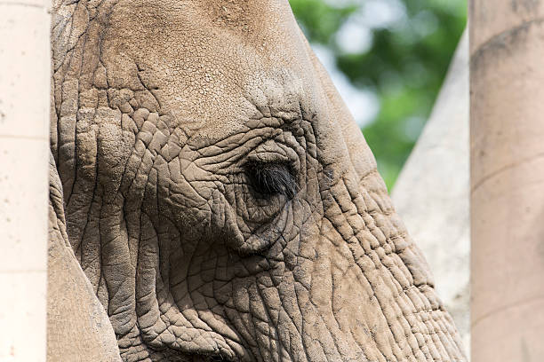 istock An elephant in a zoo enclosure in rhode island 2254268408