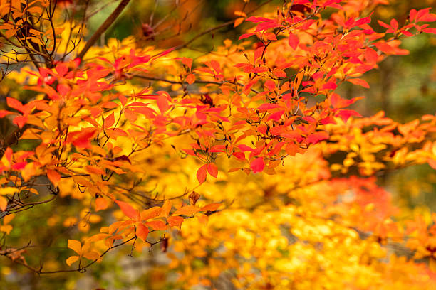 istock Japanese maple leaves 2254269160