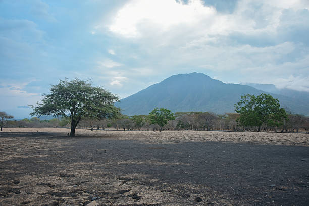 Scenic landscape view of a solitary acacia tree and the majestic Mount Baluran rising above the dry, scorched savanna ground in Baluran National Park, East Java, Indonesia