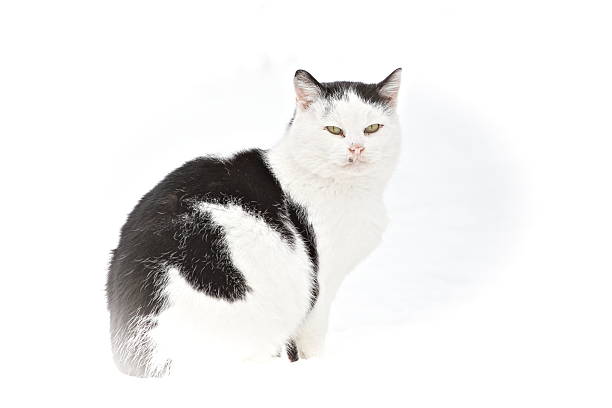 The cat is a domestic species of small carnivorous mammal. It is the only domesticated species in the family Felidae and is commonly referred to as the domestic cat or house cat to distinguish it from the wild members of the family.