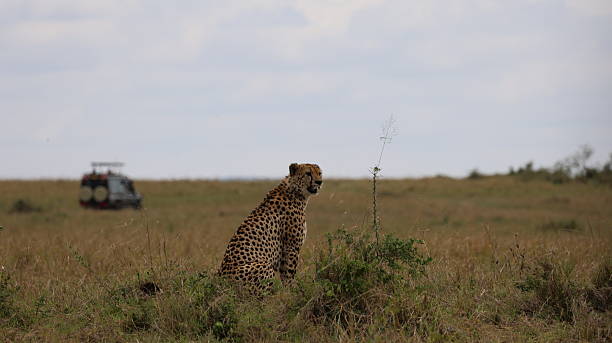 istock Cheetah in Masai Mara, Kenya 2254270529