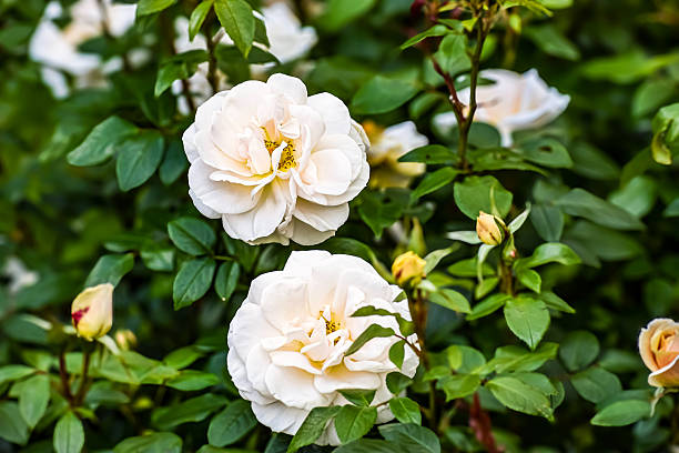 istock Delicate white roses bloom vibrantly amidst lush green foliage in a garden setting 2254270621